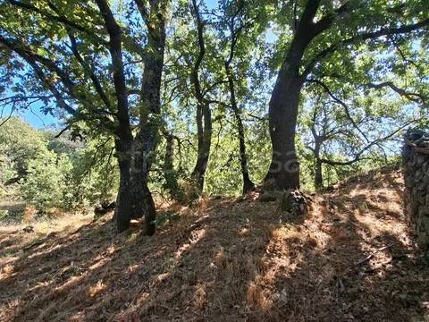 terreno agricolo in vendita a Ragalna