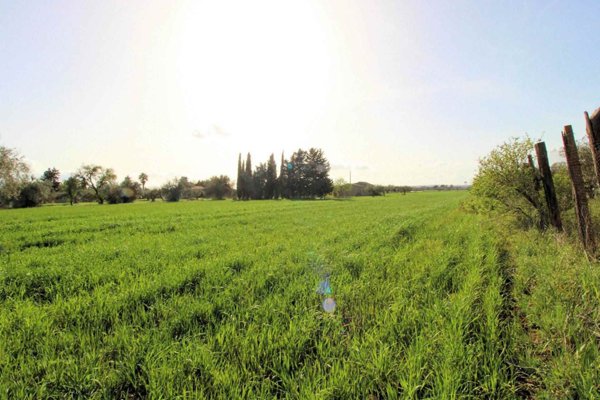 terreno agricolo in vendita a Chiaramonte Gulfi