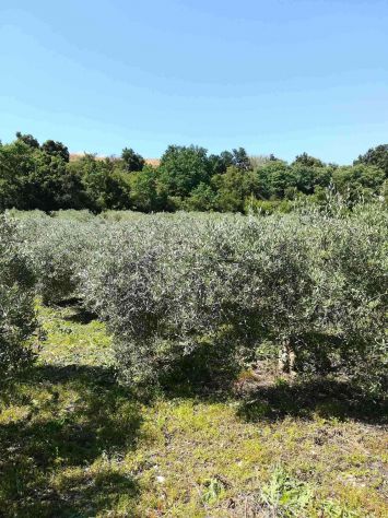 terreno agricolo in vendita a Chiaramonte Gulfi in zona Roccazzo