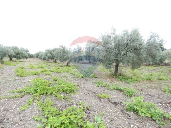 terreno agricolo in vendita a Chiaramonte Gulfi