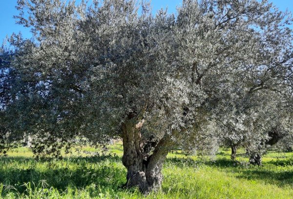 terreno agricolo in vendita a Chiaramonte Gulfi in zona Sperlinga