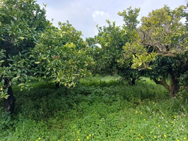 casa indipendente in vendita a Chiaramonte Gulfi