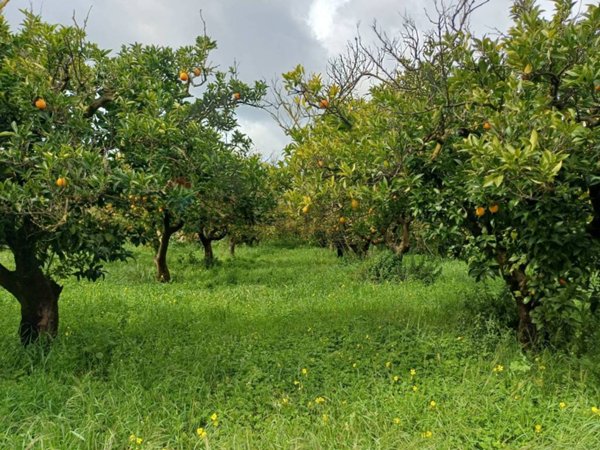 terreno agricolo in vendita a Chiaramonte Gulfi