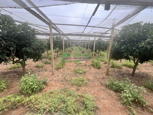 terreno agricolo in vendita a Comiso