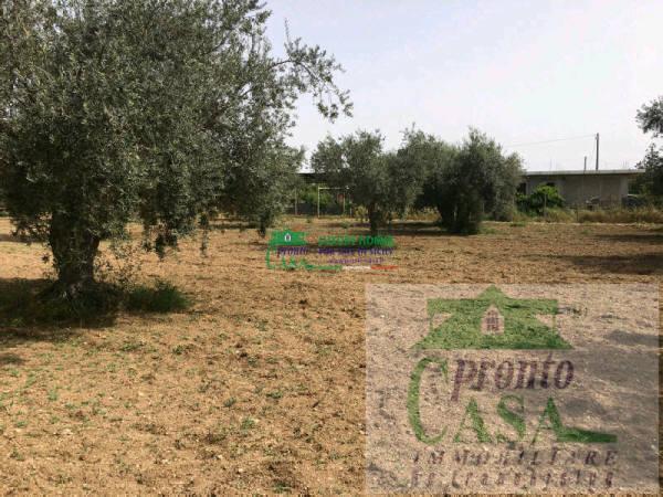terreno agricolo in vendita a Comiso