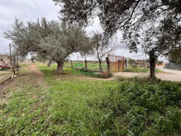 terreno agricolo in vendita a Comiso