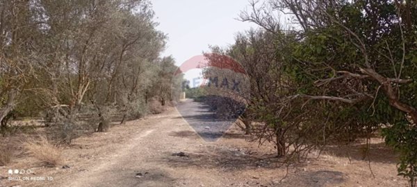 terreno agricolo in vendita a Comiso in zona Pedalino