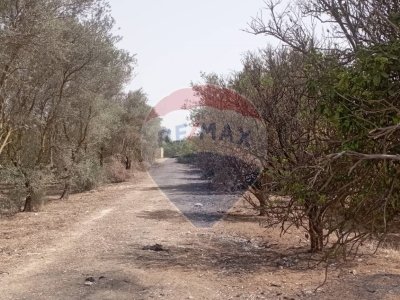 terreno agricolo in vendita a Comiso in zona Pedalino