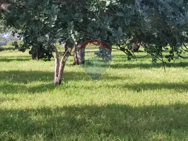 terreno agricolo in vendita a Comiso in zona Contrada Piombo