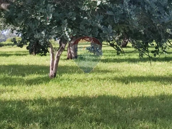 terreno agricolo in vendita a Comiso in zona Contrada Piombo
