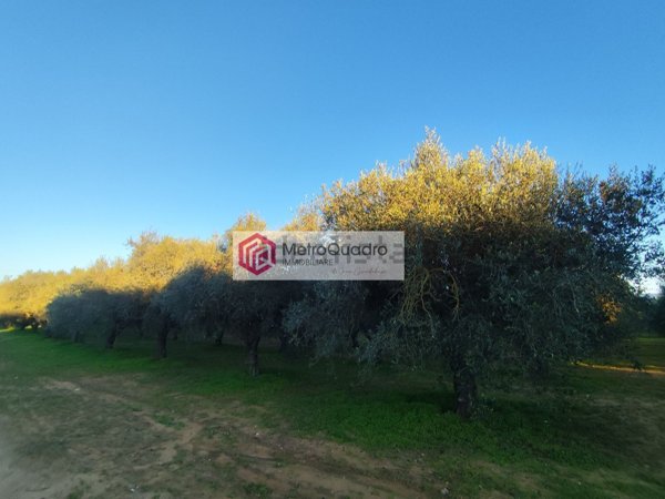 terreno agricolo in vendita a Comiso