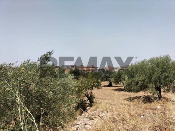 terreno agricolo in vendita a Comiso in zona Pedalino