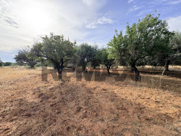 terreno agricolo in vendita a Comiso in zona Pedalino