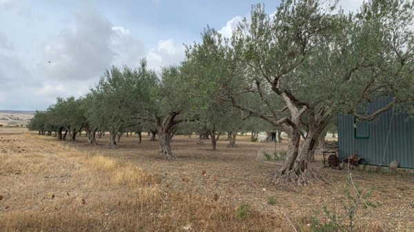 terreno agricolo in vendita a Giarratana
