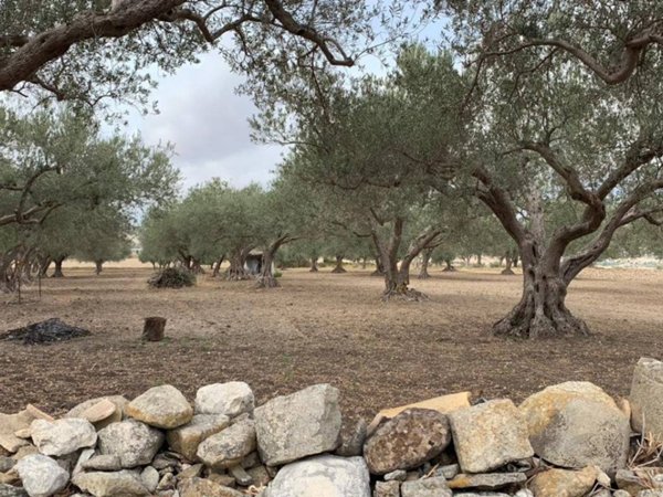 terreno agricolo in vendita a Giarratana