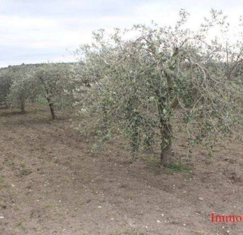 terreno agricolo in vendita ad Ispica