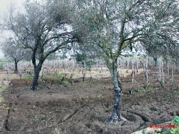 terreno agricolo in vendita ad Ispica