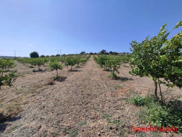 terreno agricolo in vendita ad Ispica