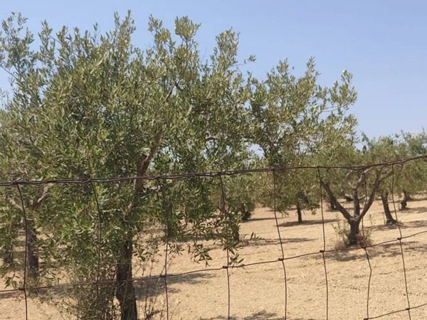 terreno agricolo in vendita ad Ispica
