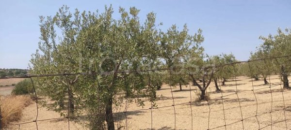 terreno agricolo in vendita ad Ispica