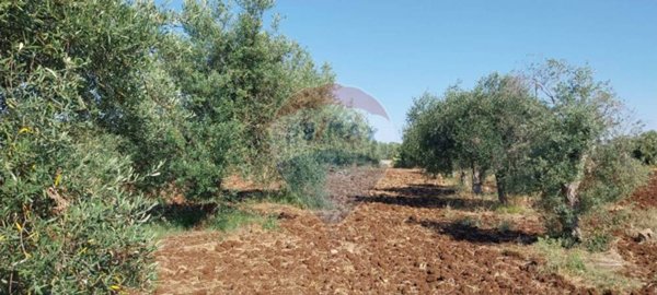 terreno agricolo in vendita a Modica