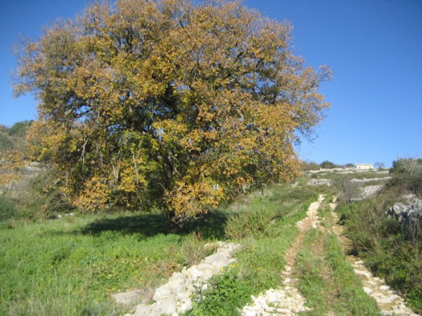 casa indipendente in vendita a Modica