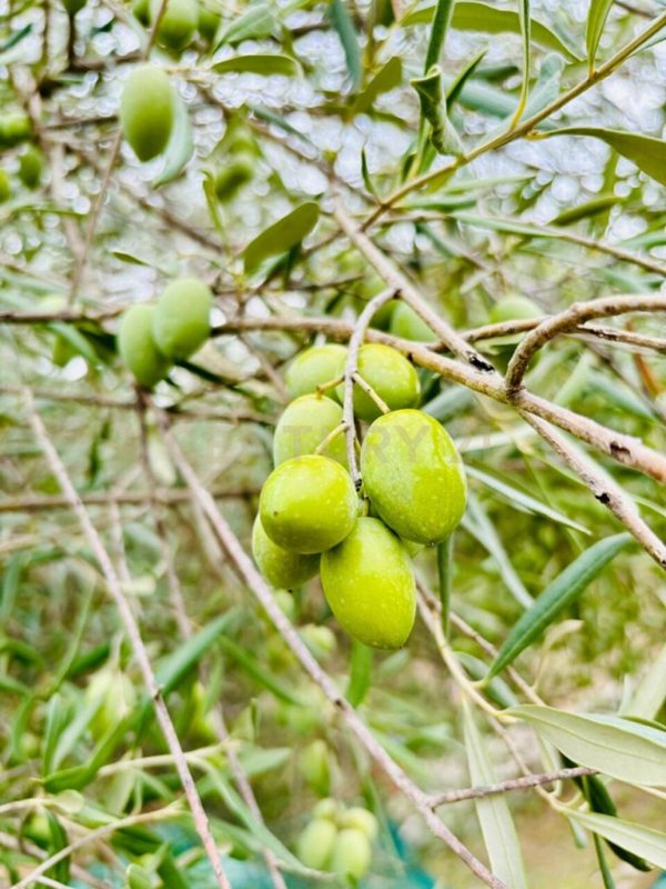 appartamento in vendita a Modica in zona Frigintini