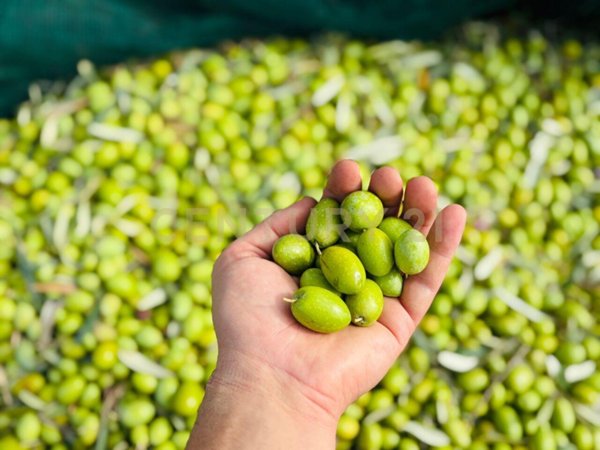 esavano in vendita a Modica in zona Frigintini
