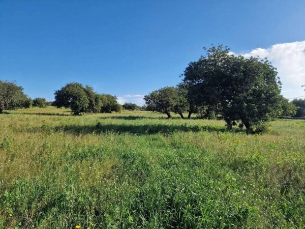 terreno agricolo in vendita a Modica
