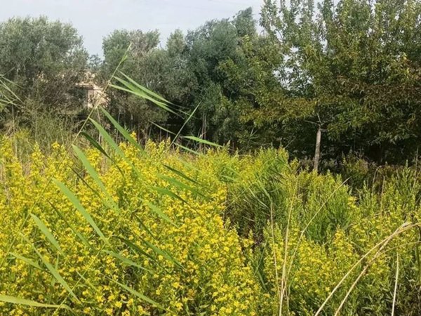 terreno agricolo in vendita a Pozzallo