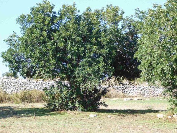 terreno agricolo in vendita a Ragusa