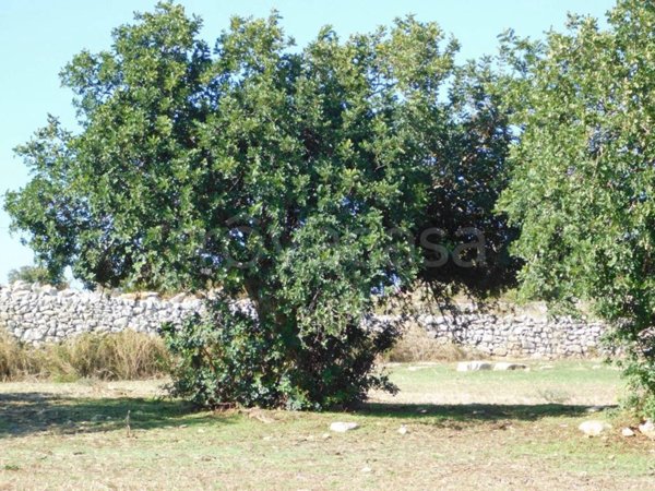 terreno agricolo in vendita a Ragusa