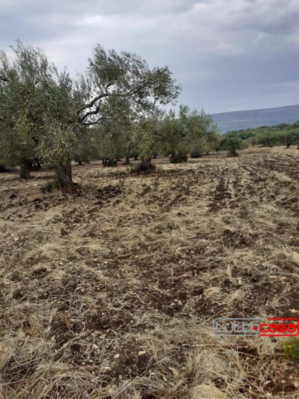 terreno agricolo in vendita a Scicli