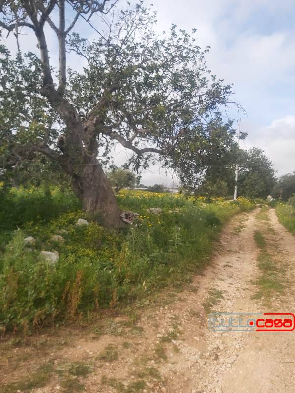 terreno agricolo in vendita a Scicli