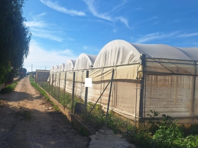 terreno agricolo in vendita a Scicli