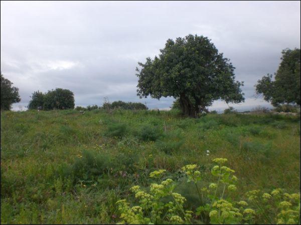terreno agricolo in vendita a Scicli