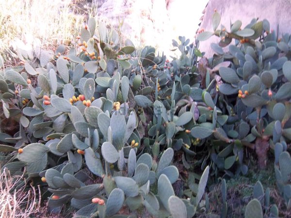 casa indipendente in vendita a Scicli
