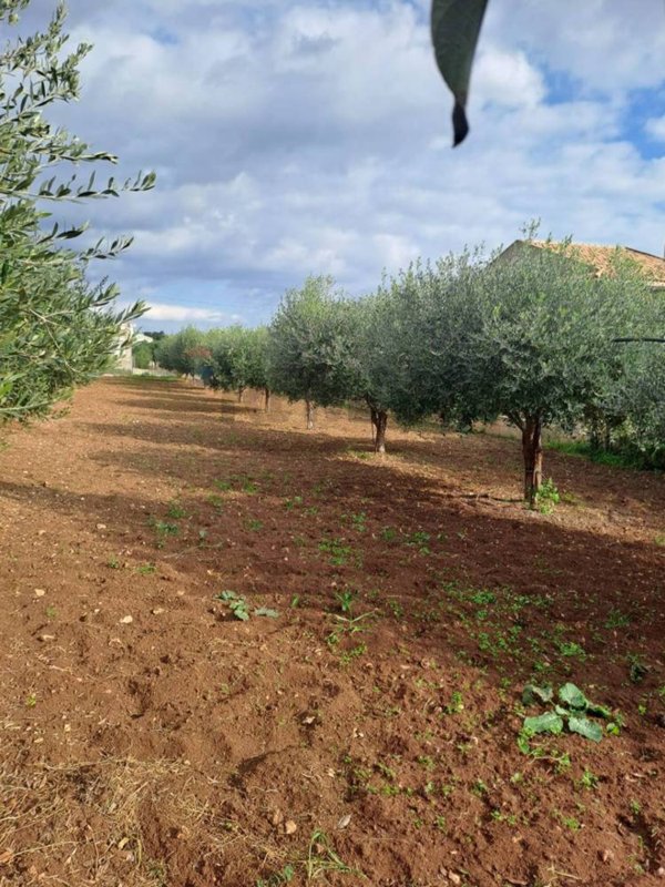 terreno agricolo in vendita a Scicli in zona Sampieri