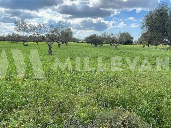 terreno agricolo in vendita a Scicli