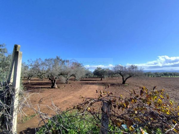 terreno agricolo in vendita a Vittoria