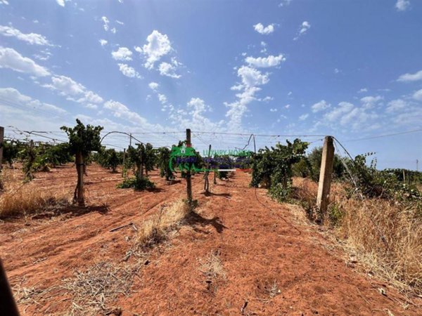 immagine annuncio 0 di 1