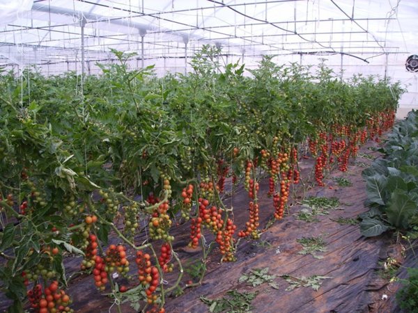 casa indipendente in vendita a Vittoria