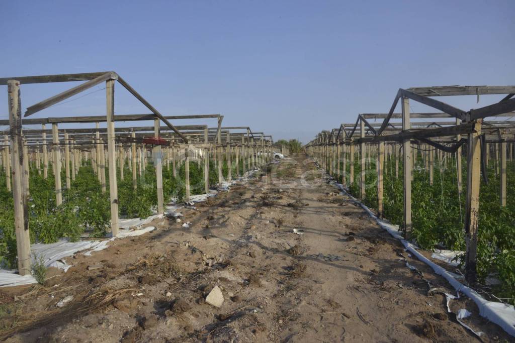 azienda agricola in vendita a Vittoria in zona Scoglitti