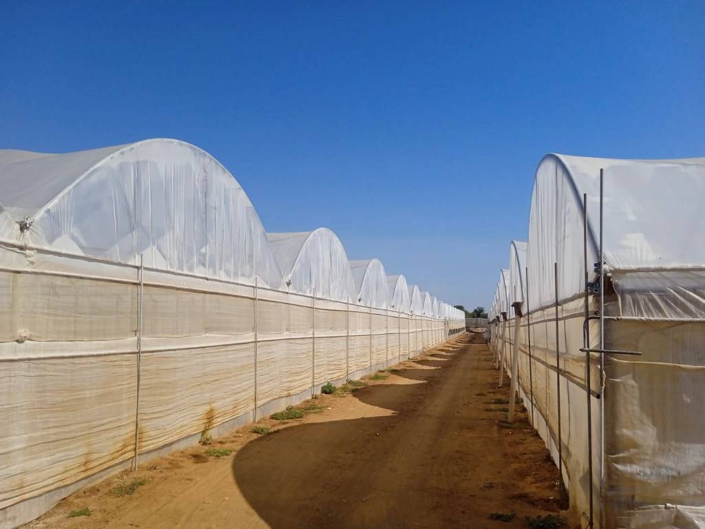 terreno agricolo in vendita a Vittoria in zona Scoglitti