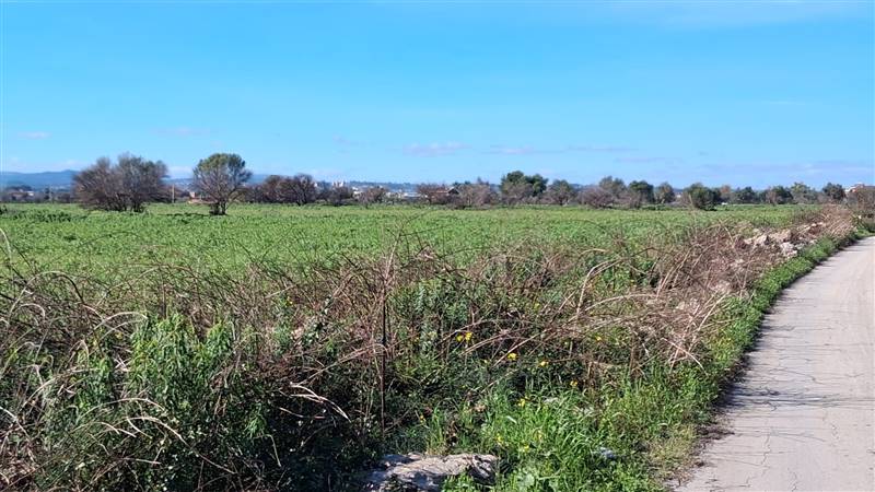terreno agricolo in vendita ad Augusta