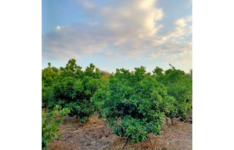 casa indipendente in vendita ad Augusta