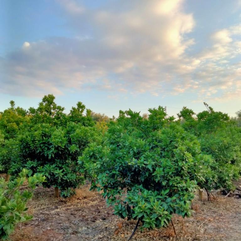casa indipendente in vendita ad Augusta