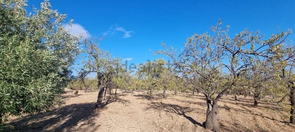 terreno agricolo in vendita ad Avola