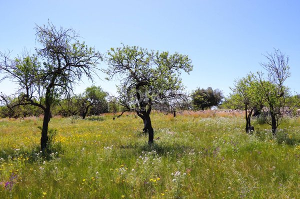 terreno agricolo in vendita ad Avola