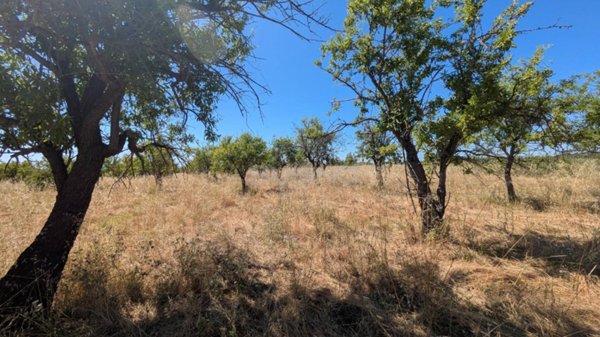 terreno agricolo in vendita ad Avola